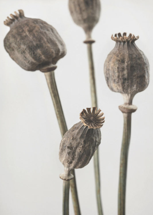 Gedroogd_006 | Canvas