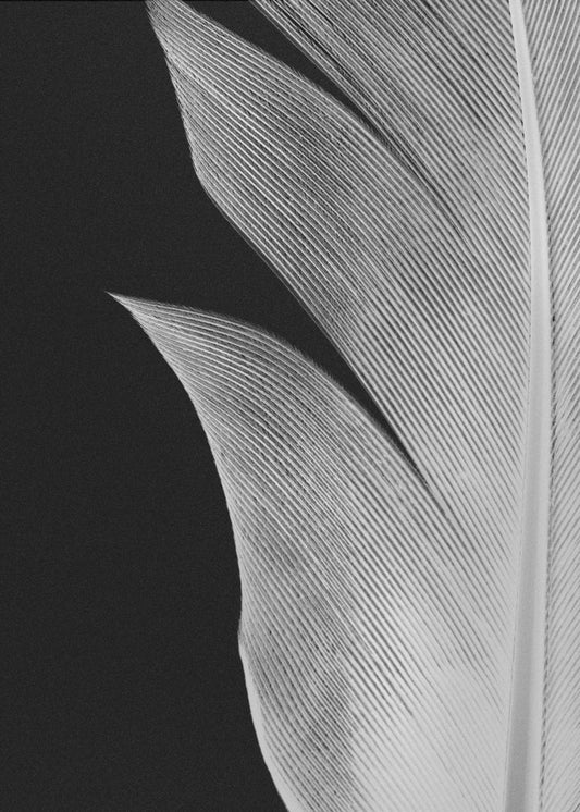 Veer_005 | Canvas