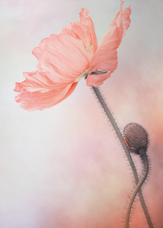 Tenderness | Canvas