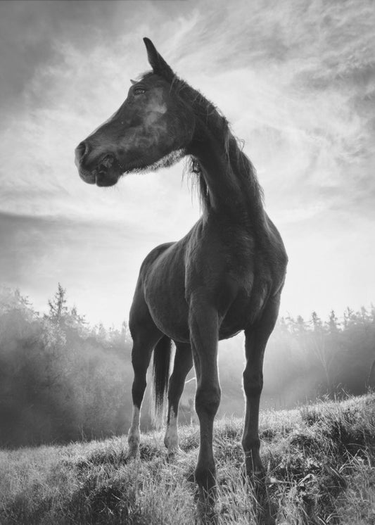 Backlight horse | Canvas