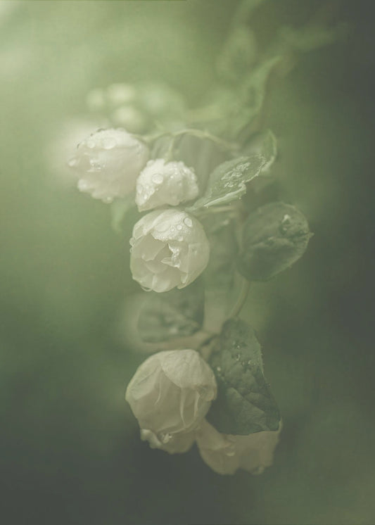 Jasmine | Canvas