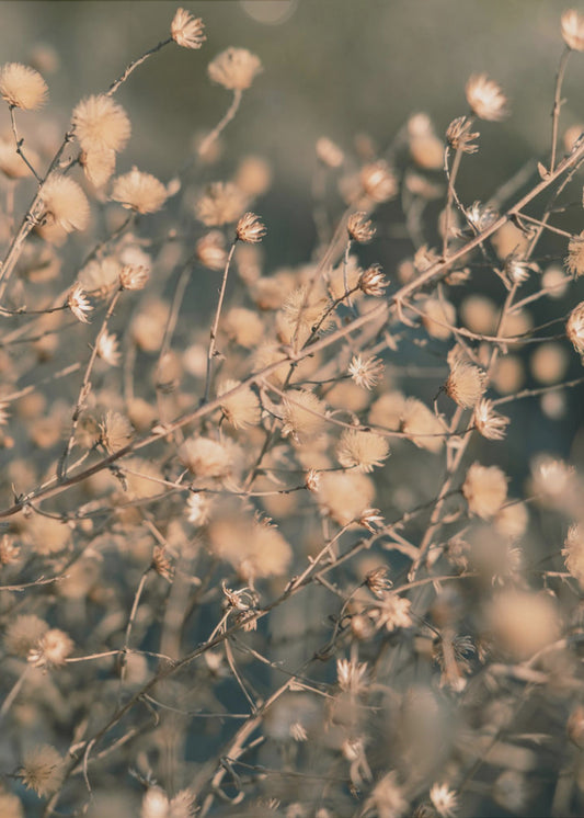 Strandbloemen_003 | Canvas