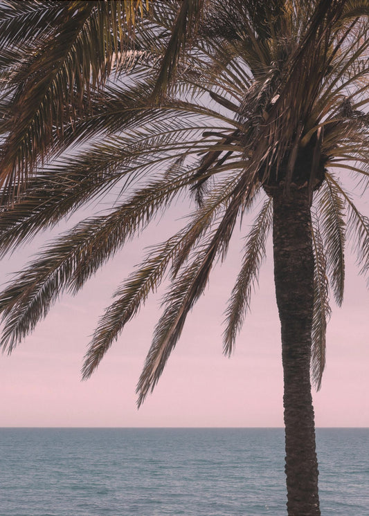 Palm_010 | Canvas