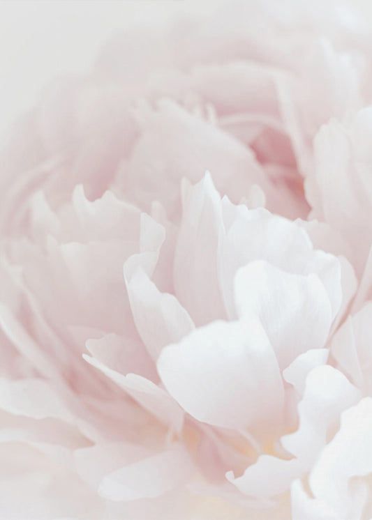 Peony 05 | Poster