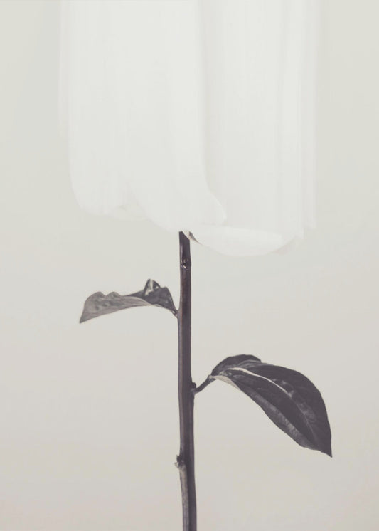 Pioenroos 18 | Canvas
