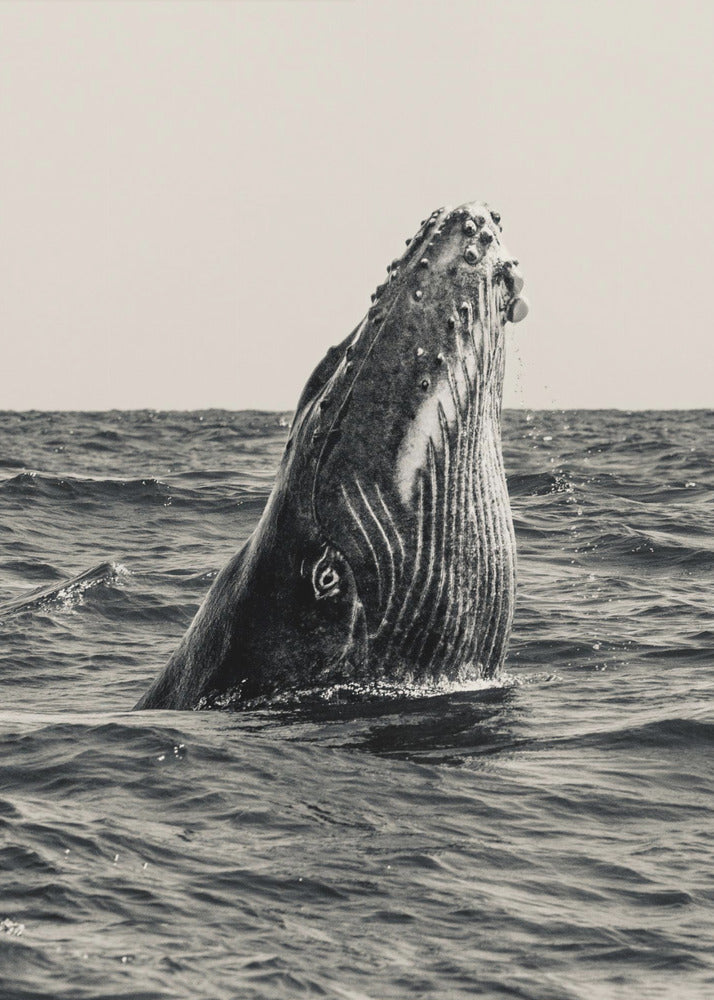 Geheim van de Walvis | Canvas