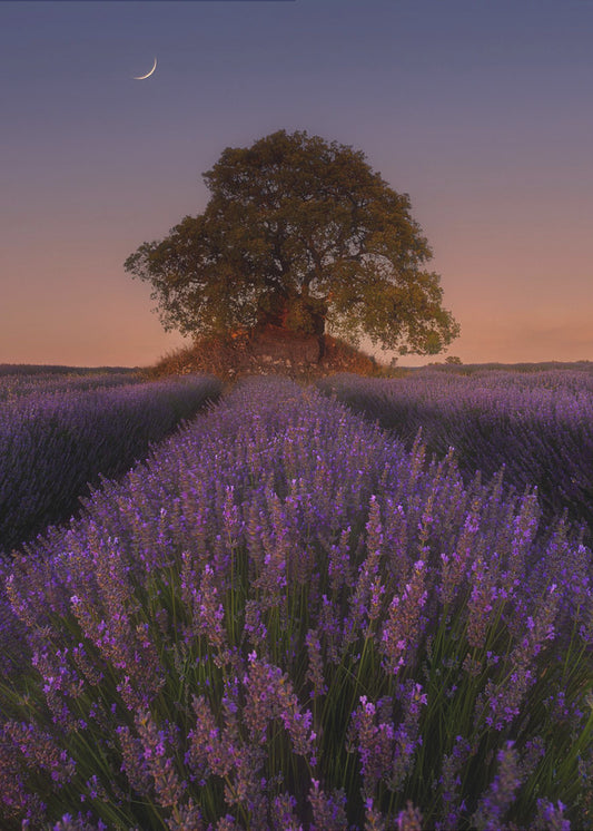 Lavendel en Maan | Poster