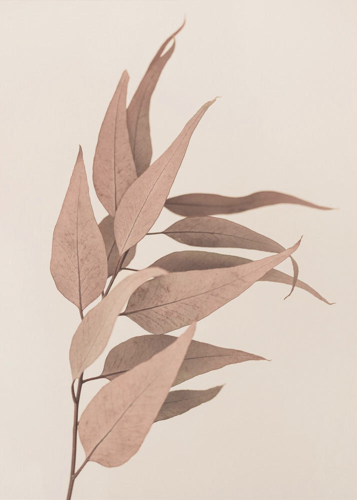 Gedroogde eucalyptus | Canvas