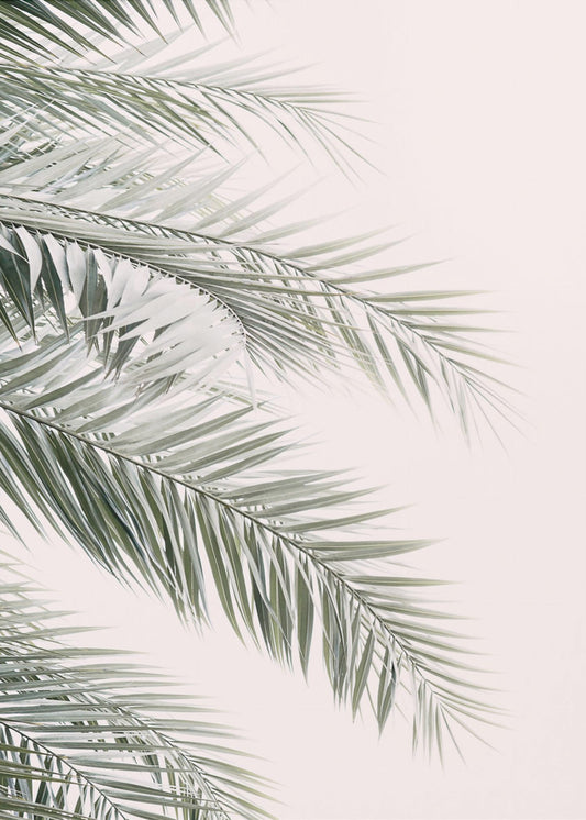 Blush Palmbladeren | Canvas