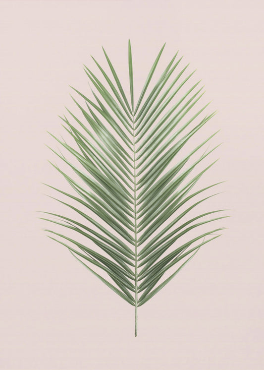 Palmblad Blush | Canvas