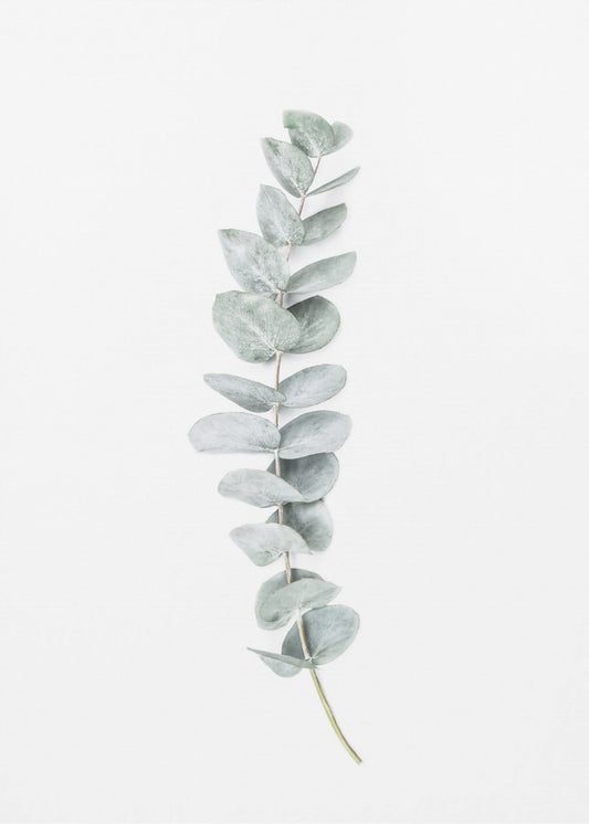 Eucalyptus II | Canvas