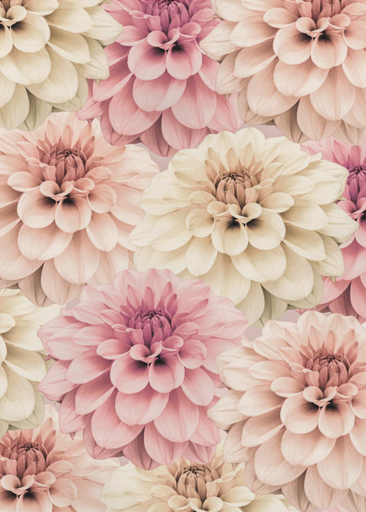 Dahlia | Canvas