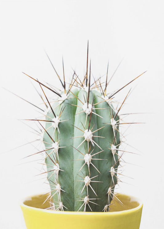 Stekelige Cactus | Canvas
