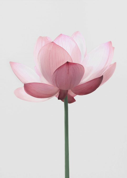 Lotusbloem | Canvas