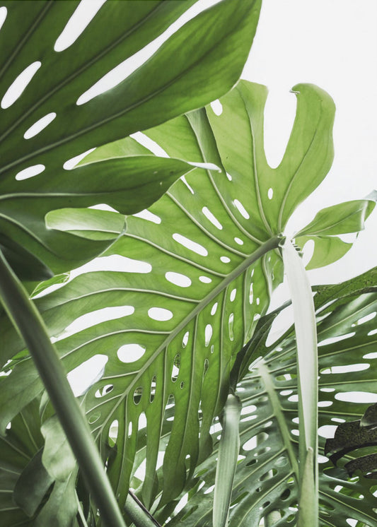 Jungle | Canvas