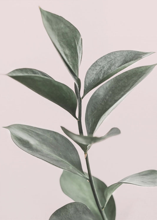 Blad op roze | Canvas