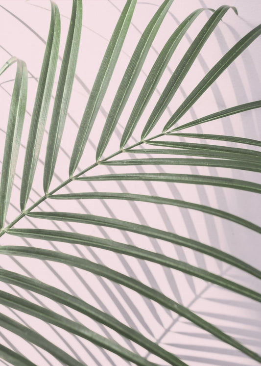 Palmblad Schaduw | Canvas