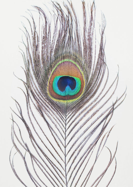 Pauwenveer | Canvas