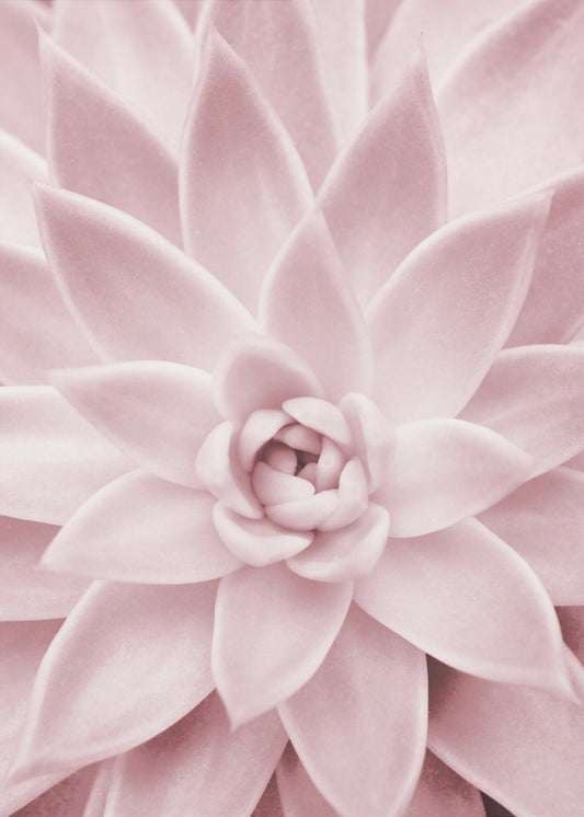 Roze vetplant | Canvas