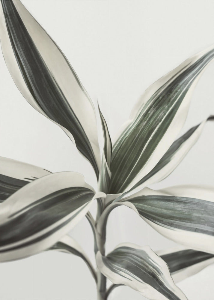 Foliage | Canvas