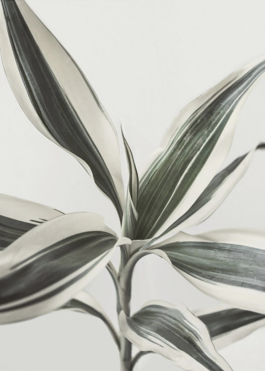 Blad | Canvas
