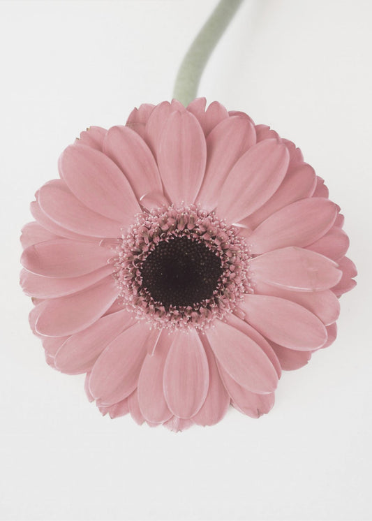 Roze Gerbera II | Canvas