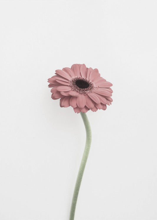 Roze Gerbera | Canvas
