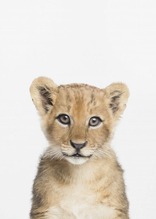 Baby Leeuw | Canvas