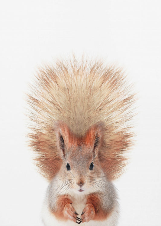 Baby Squirl | Canvas