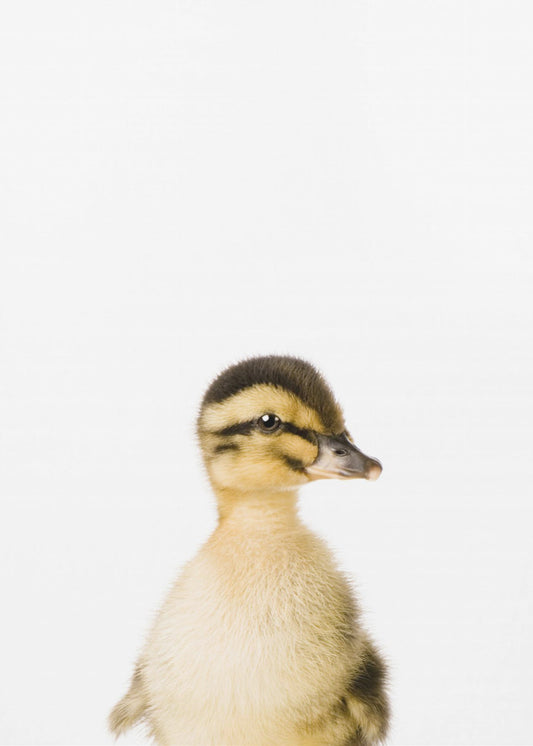 Baby Eend | Canvas