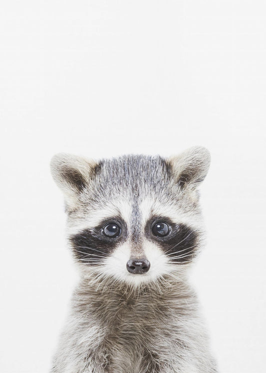Baby Wasbeer | Canvas
