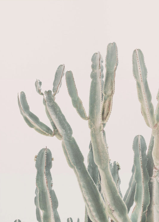 Zonsopgangcactus | Canvas