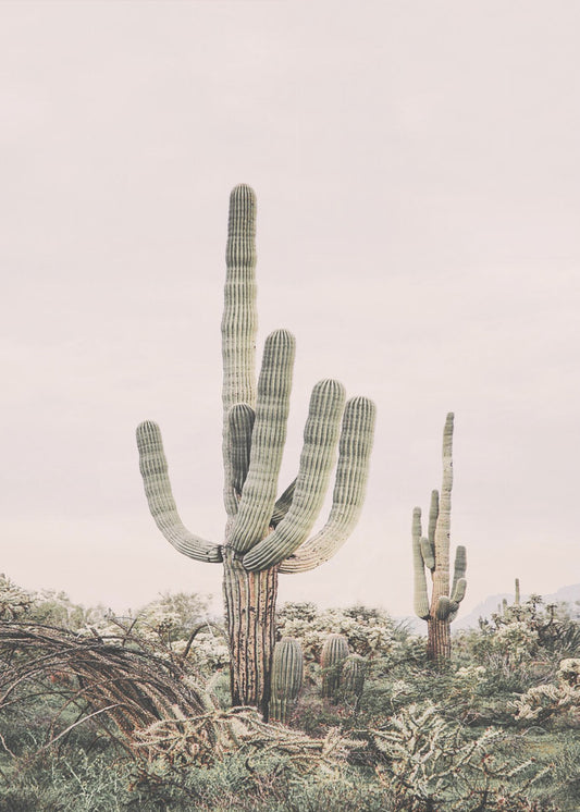 Roze Saguaro | Canvas
