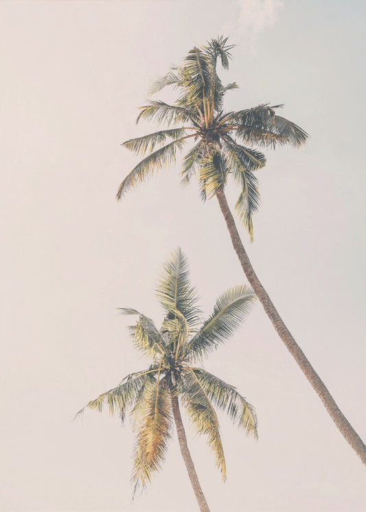 Tropical Palms | Poster