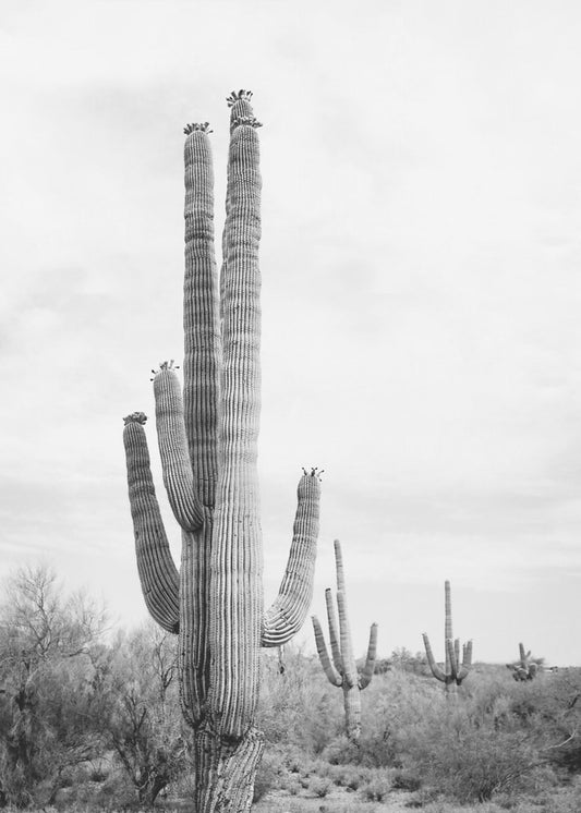 Saguaro Zwart-wit | Canvas