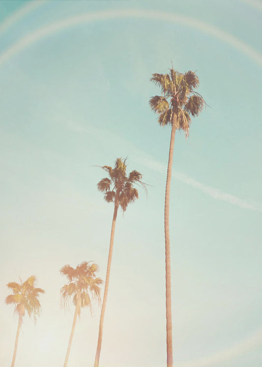 Zonnige Cali-palmboom | Canvas