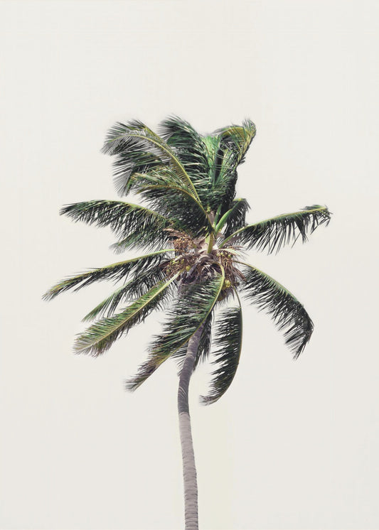 Winderige palmboom | Canvas