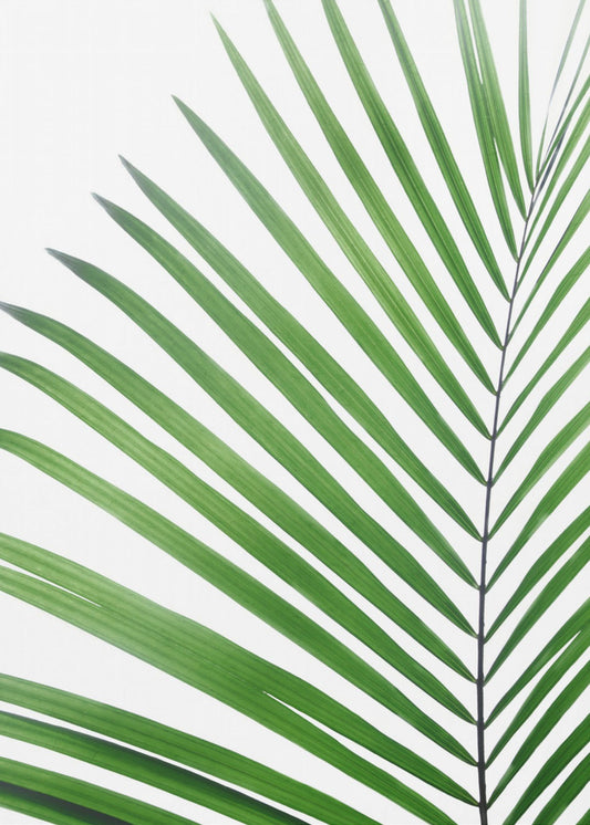 Groen palmblad | Canvas