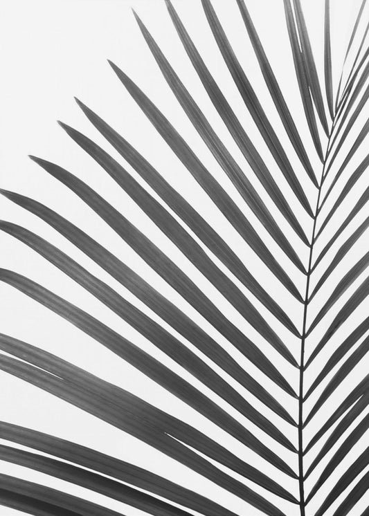 Zwart-wit palmblad | Canvas