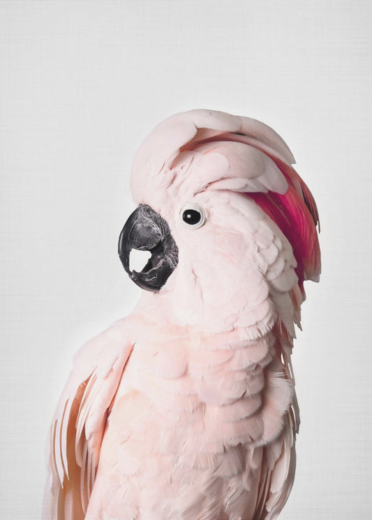 Roze Kaketoe | Canvas