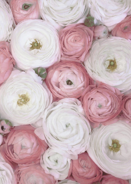 Verspreide ranonkel in gedempt roze I | Canvas