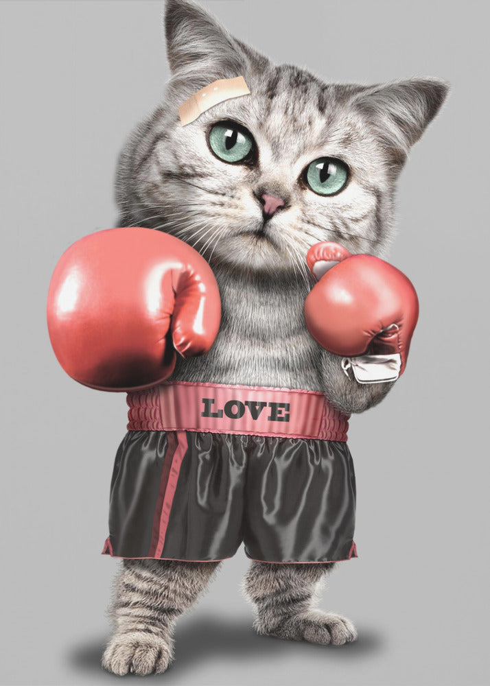 boksende kat | Canvas