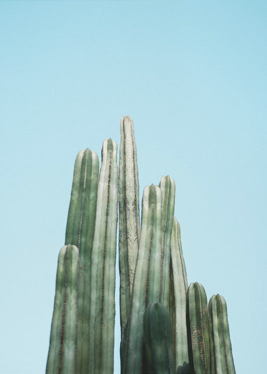 Cactussen | Canvas