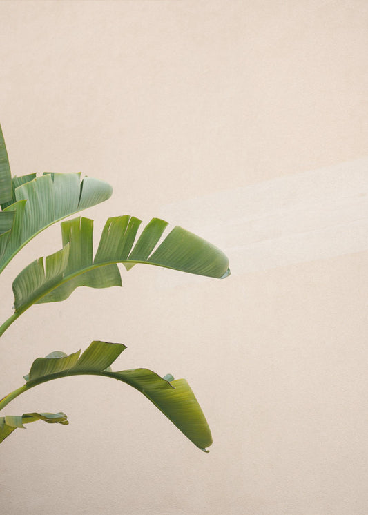 Bananenplant van Cannes | Canvas