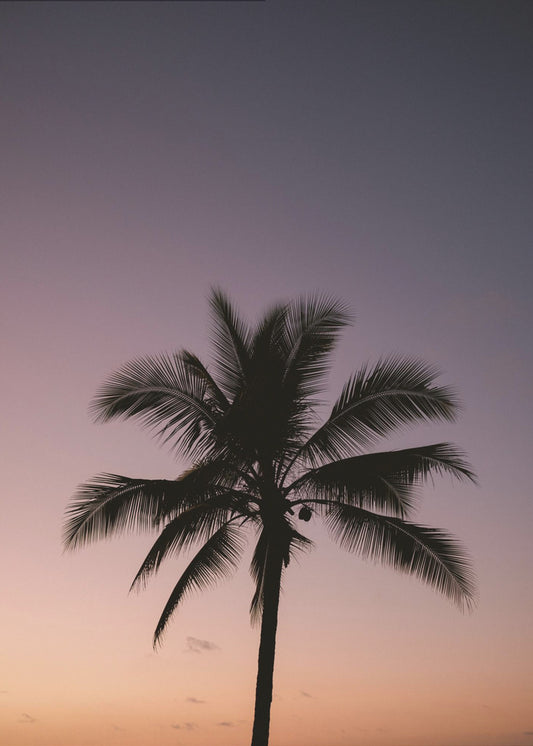 Costa Ricaanse palmboom | Canvas