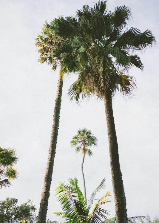Vind mij onder de palmboom | Canvas