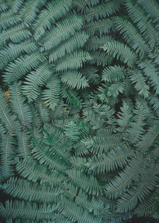 Groene bladeren | Canvas