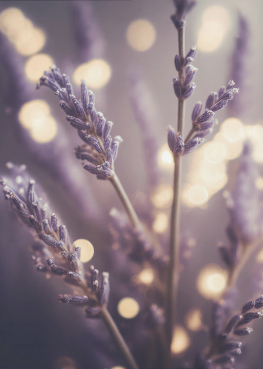 Lavendel Dromen | Poster