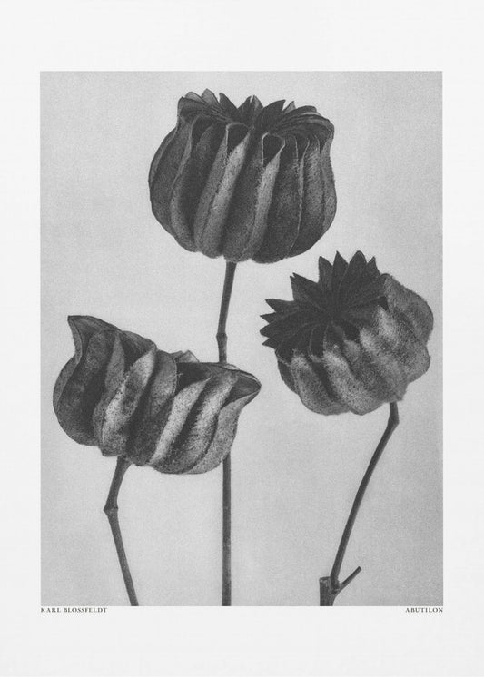 Abutilon (Limoenkaasjeskruid | Canvas