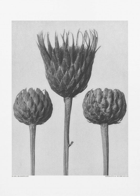 Serratula Nudicaulis | Canvas